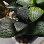 Haworthia Seedling MS318 Thake Tora x Maughanii Magnifica Splendens - 3