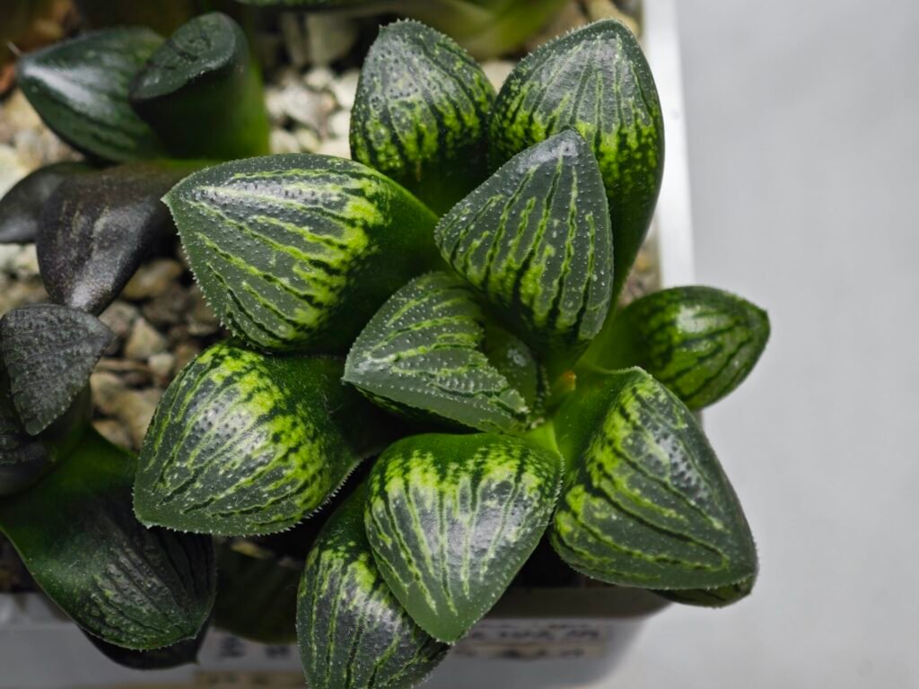 Haworthia Seedling MS320 Thake Tora x Maughanii Magnifica Splendens - 2