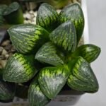 Haworthia Seedling MS320 Thake Tora x Maughanii Magnifica Splendens - 2