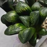 Haworthia Seedling MS320 Thake Tora x Maughanii Magnifica Splendens - 3