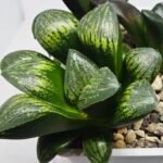 Haworthia Seedling MS320 Thake Tora x Maughanii Magnifica Splendens - 4