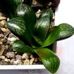 Haworthia Seedling MS316 Thake Tora x Maughanii Magnifica Splendens - 1
