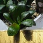 Haworthia Seedling MS316 Thake Tora x Maughanii Magnifica Splendens - 2