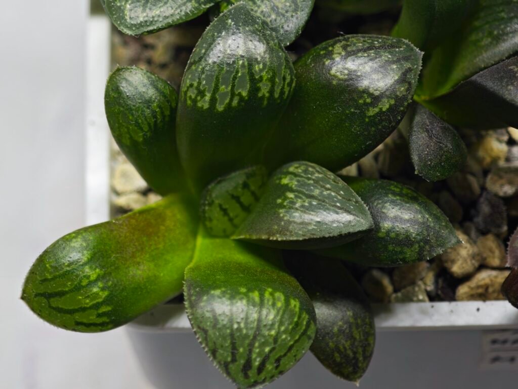 Home 8 Haworthia Seedling MS316 Thake Tora x Maughanii Magnifica Splendens - 3