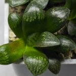 Haworthia Seedling MS316 Thake Tora x Maughanii Magnifica Splendens - 3