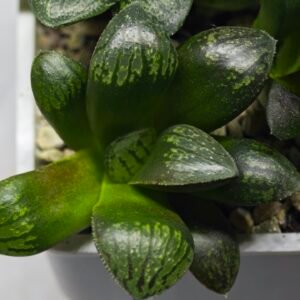 Haworthia Seedling MS316 Thake Tora x Maughanii Magnifica Splendens - 3