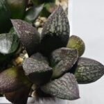 Haworthia Seedling MS317 Thake Tora x Maughanii Magnifica Splendens - 1
