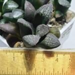Haworthia Seedling MS317 Thake Tora x Maughanii Magnifica Splendens - 2