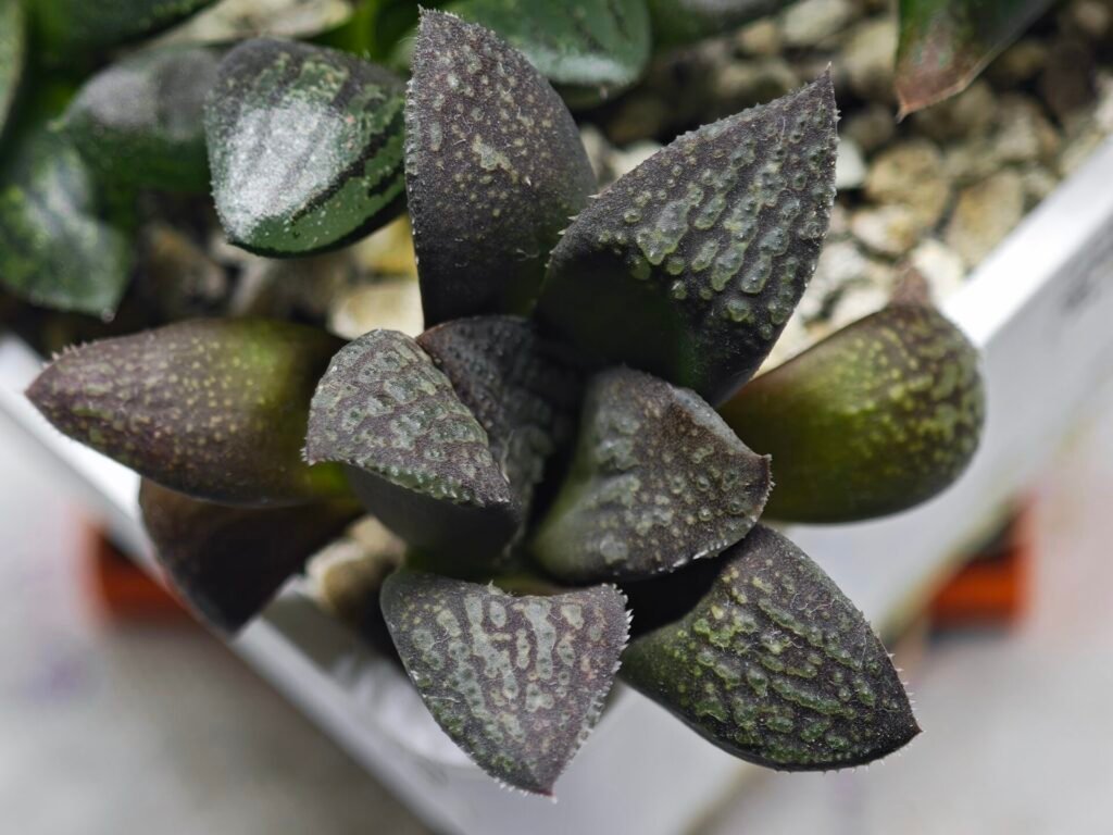Home 7 Haworthia Seedling MS317 Thake Tora x Maughanii Magnifica Splendens - 3