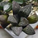 Haworthia Seedling MS317 Thake Tora x Maughanii Magnifica Splendens - 3