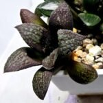Haworthia Seedling MS317 Thake Tora x Maughanii Magnifica Splendens - 4