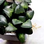 Haworthia Seedling MS313 Thake Tora x Maughanii Magnifica Splendens - 1