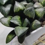 Haworthia Seedling MS313 Thake Tora x Maughanii Magnifica Splendens - 2
