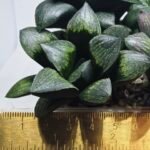 Haworthia Seedling MS313 Thake Tora x Maughanii Magnifica Splendens - 3