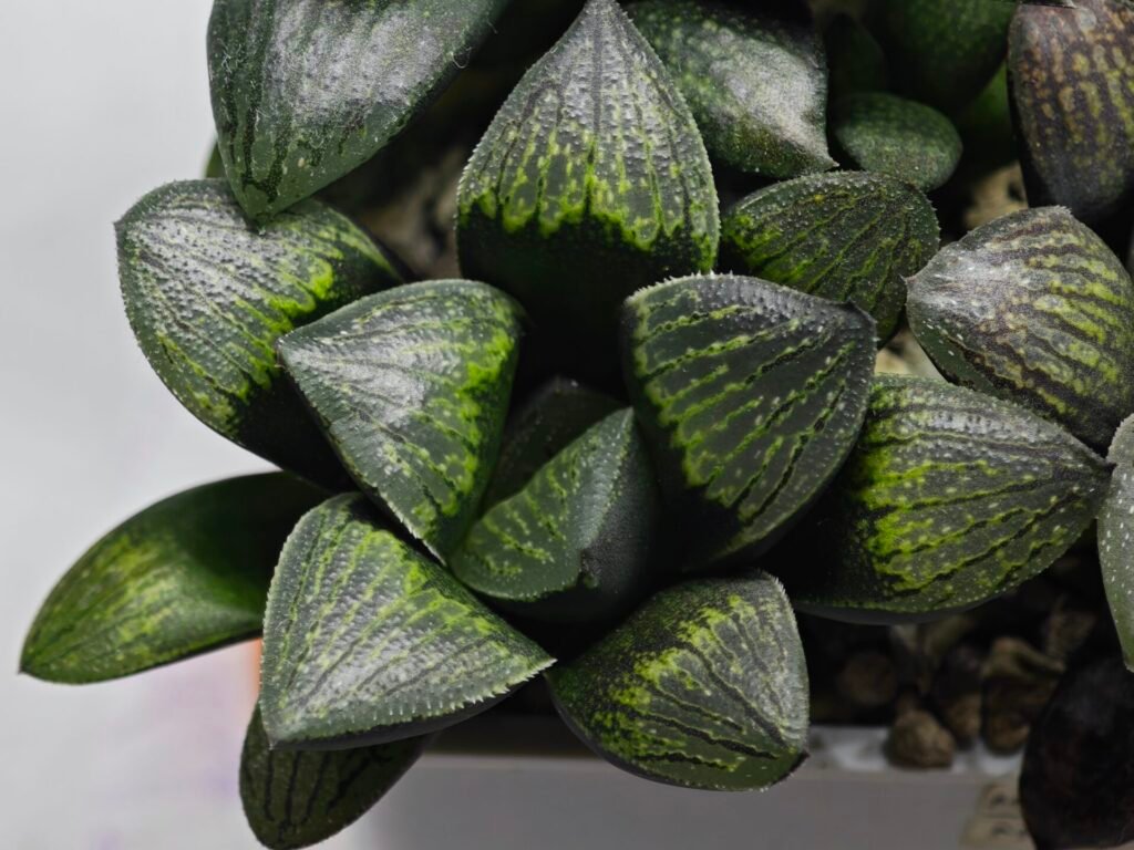 Haworthia Seedling MS313 Thake Tora x Maughanii Magnifica Splendens - 4