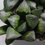Haworthia Seedling MS313 Thake Tora x Maughanii Magnifica Splendens - 4