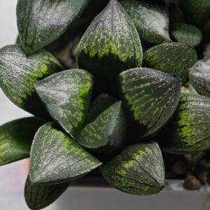 Haworthia Seedling MS313 Thake Tora x Maughanii Magnifica Splendens - 4