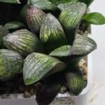 Haworthia Seedling MS314 Thake Tora x Maughanii Magnifica Splendens - 4