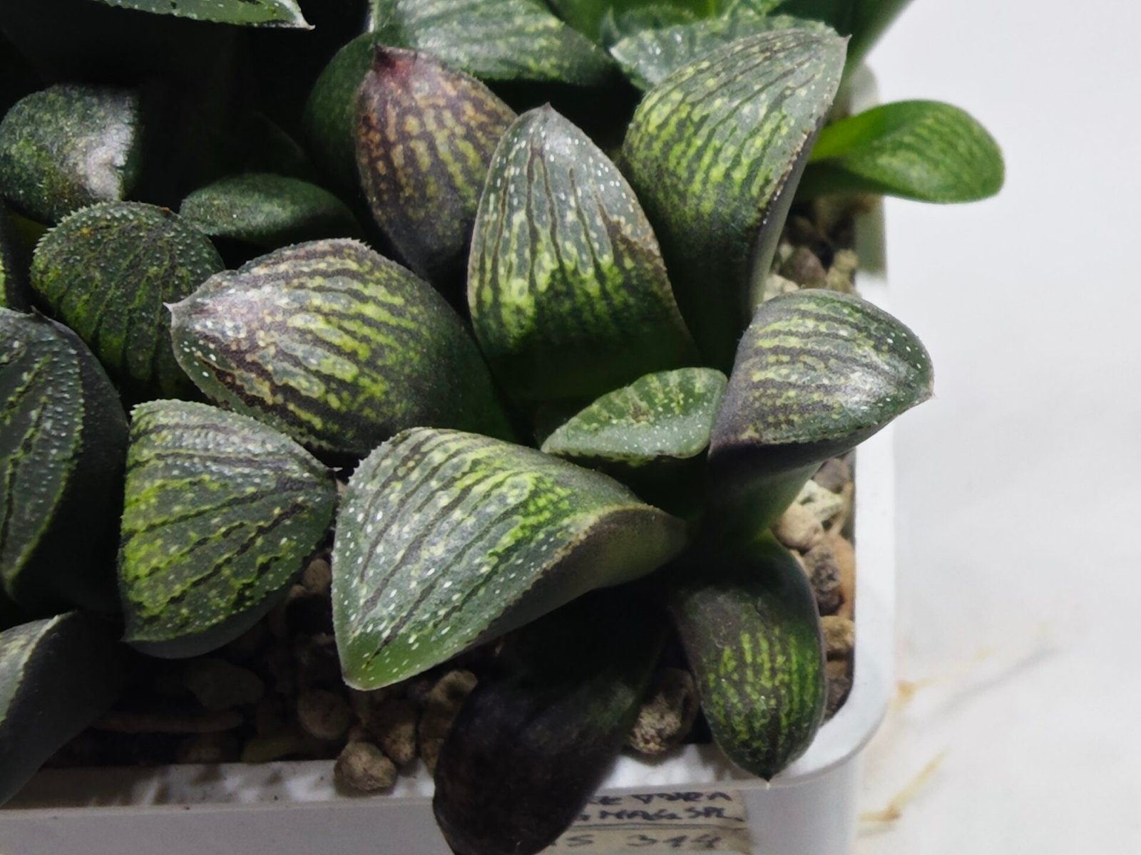 Haworthia Seedling MS314 Thake Tora x Maughanii Magnifica Splendens - 4