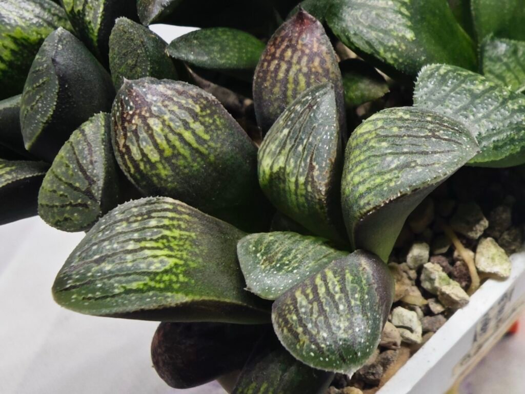 Haworthia Seedling MS314 Thake Tora x Maughanii Magnifica Splendens - 1