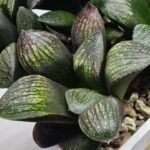 Haworthia Seedling MS314 Thake Tora x Maughanii Magnifica Splendens - 1
