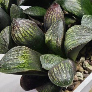 Haworthia Seedling MS314 Thake Tora x Maughanii Magnifica Splendens - 1