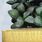 Haworthia Seedling MS314 Thake Tora x Maughanii Magnifica Splendens - 2