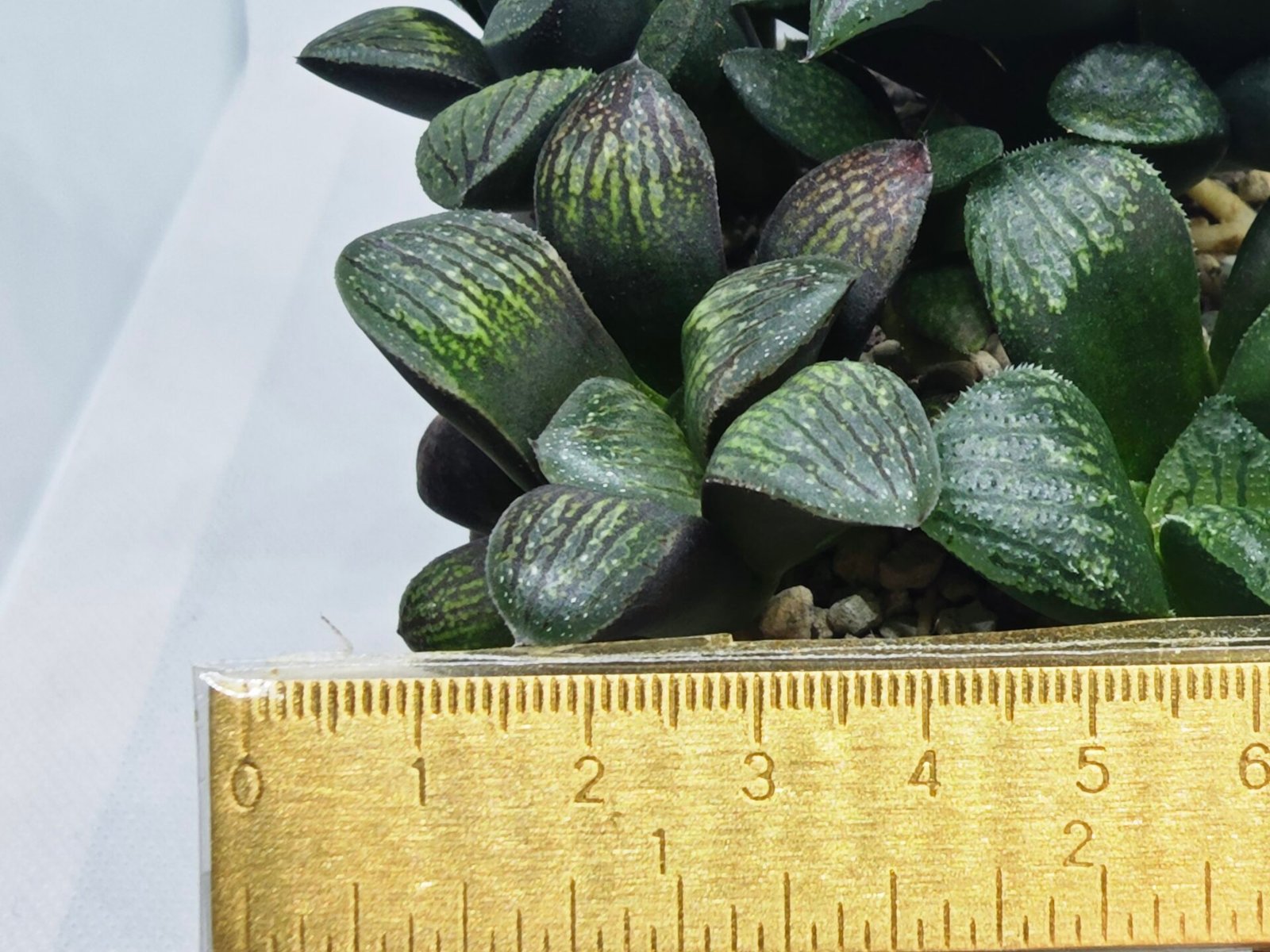 Haworthia Seedling MS314 Thake Tora x Maughanii Magnifica Splendens - 2