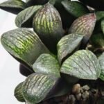 Haworthia Seedling MS314 Thake Tora x Maughanii Magnifica Splendens - 3