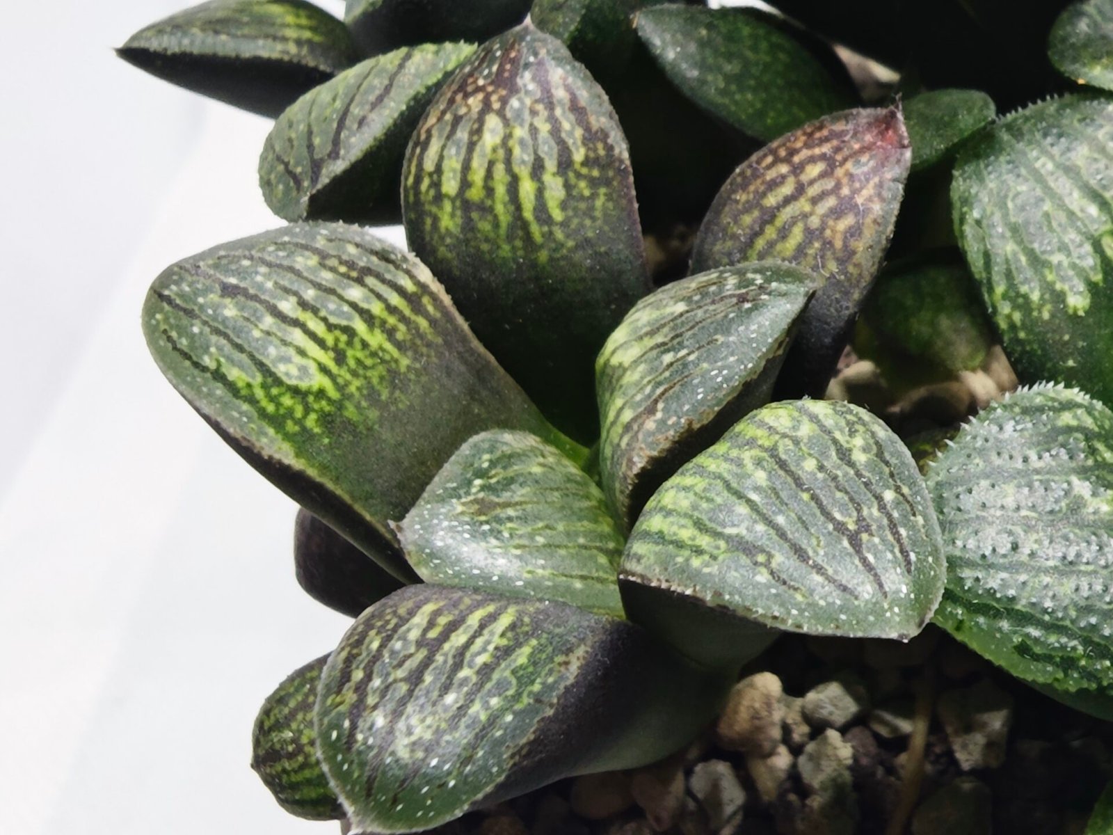 Haworthia Seedling MS314 Thake Tora x Maughanii Magnifica Splendens - 3