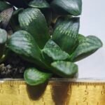 Haworthia Seedling MS311 Thake Tora x Maughanii Magnifica Splendens - 1