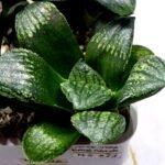 Haworthia Seedling MS311 Thake Tora x Maughanii Magnifica Splendens - 2