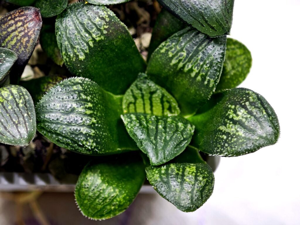 Home 6 Haworthia Seedling MS311 Thake Tora x Maughanii Magnifica Splendens - 3