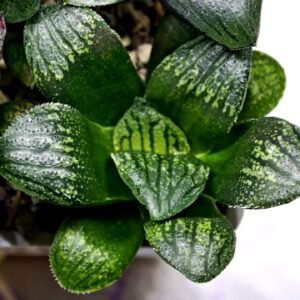 Haworthia Seedling MS311 Thake Tora x Maughanii Magnifica Splendens - 3