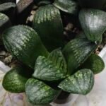 Haworthia Seedling MS311 Thake Tora x Maughanii Magnifica Splendens - 4