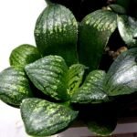 Haworthia Seedling MS311 Thake Tora x Maughanii Magnifica Splendens - 5