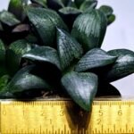 Haworthia Seedling MS312 Thake Tora x Maughanii Magnifica Splendens - 1