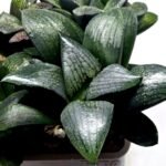Haworthia Seedling MS312 Thake Tora x Maughanii Magnifica Splendens - 2