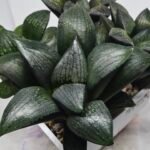 Haworthia Seedling MS312 Thake Tora x Maughanii Magnifica Splendens - 3