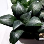 Haworthia Seedling MS312 Thake Tora x Maughanii Magnifica Splendens - 4