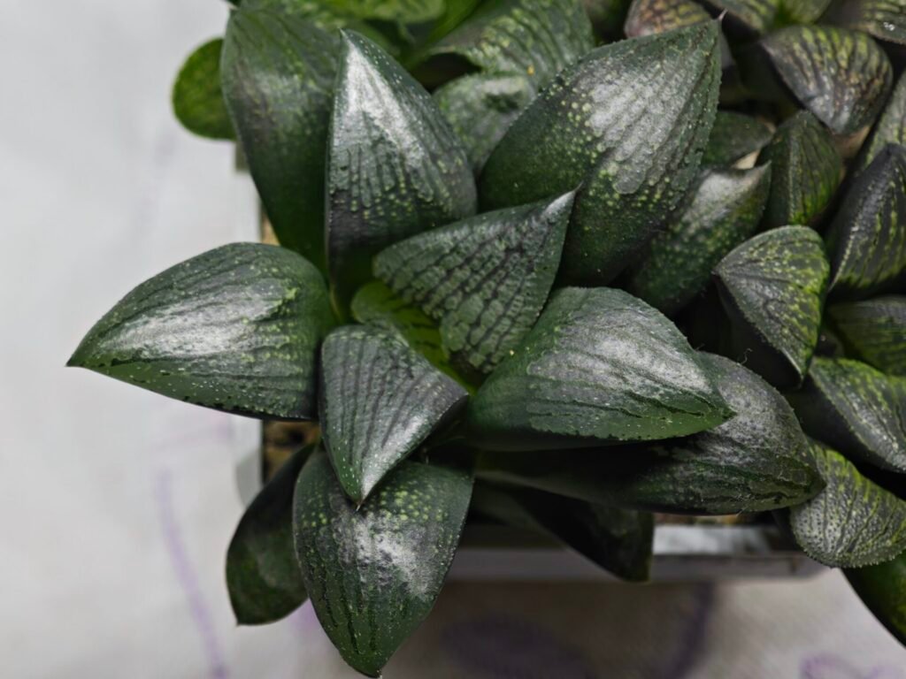 Haworthia Seedling MS312 Thake Tora x Maughanii Magnifica Splendens - 5
