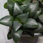 Haworthia Seedling MS312 Thake Tora x Maughanii Magnifica Splendens - 5