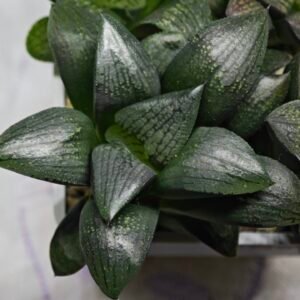 Haworthia Seedling MS312 Thake Tora x Maughanii Magnifica Splendens - 5