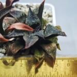 Haworthia Seedling MS310 Koibito Splendens x Paradise Flower - 1