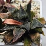 Haworthia Seedling MS310 Koibito Splendens x Paradise Flower - 2