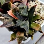 Haworthia Seedling MS310 Koibito Splendens x Paradise Flower - 3