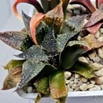 Haworthia Seedling MS310 Koibito Splendens x Paradise Flower - 4