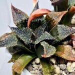 Haworthia Seedling MS310 Koibito Splendens x Paradise Flower - 5
