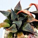 Haworthia Seedling MS310 Koibito Splendens x Paradise Flower - 6