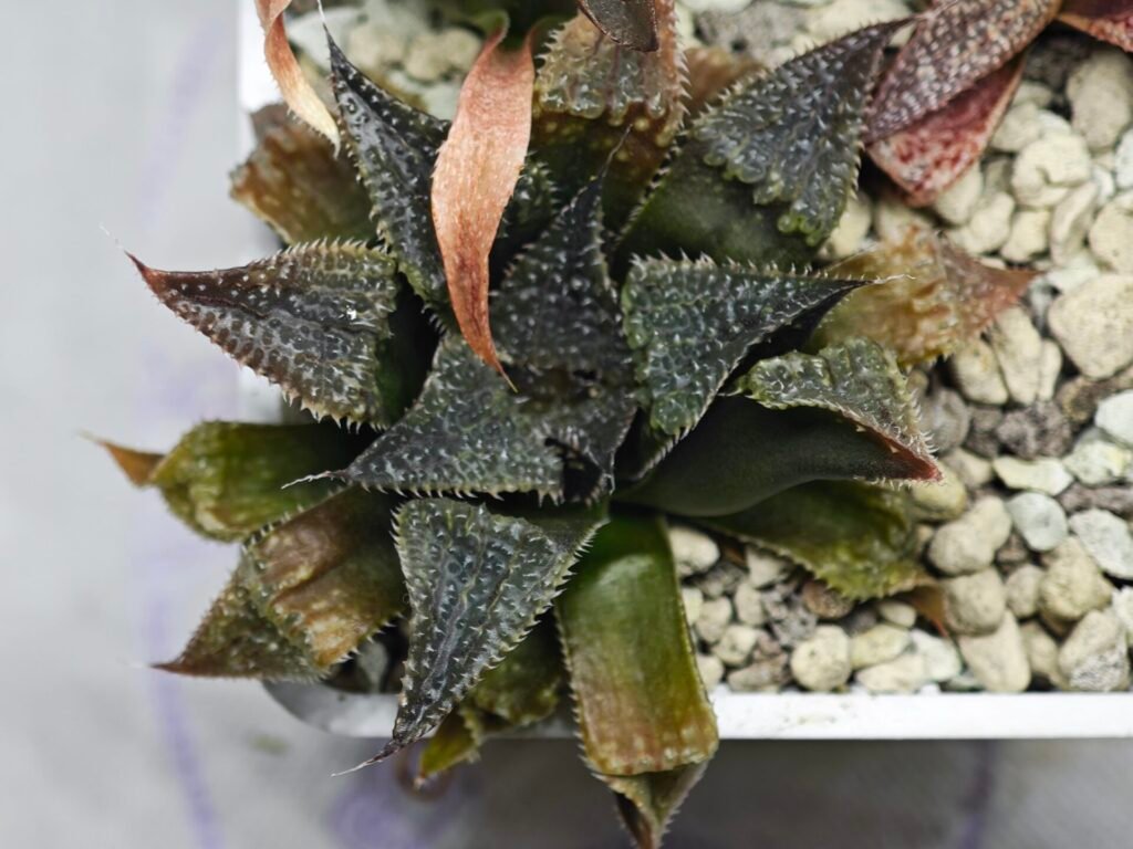 Home 8 Haworthia Seedling MS310 Koibito Splendens x Paradise Flower - 7